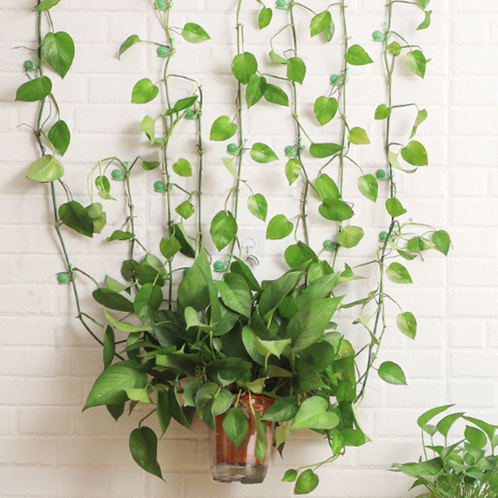 20Pcs Plant Climbing Wall Clip - Vine Climbing Plastic review and price