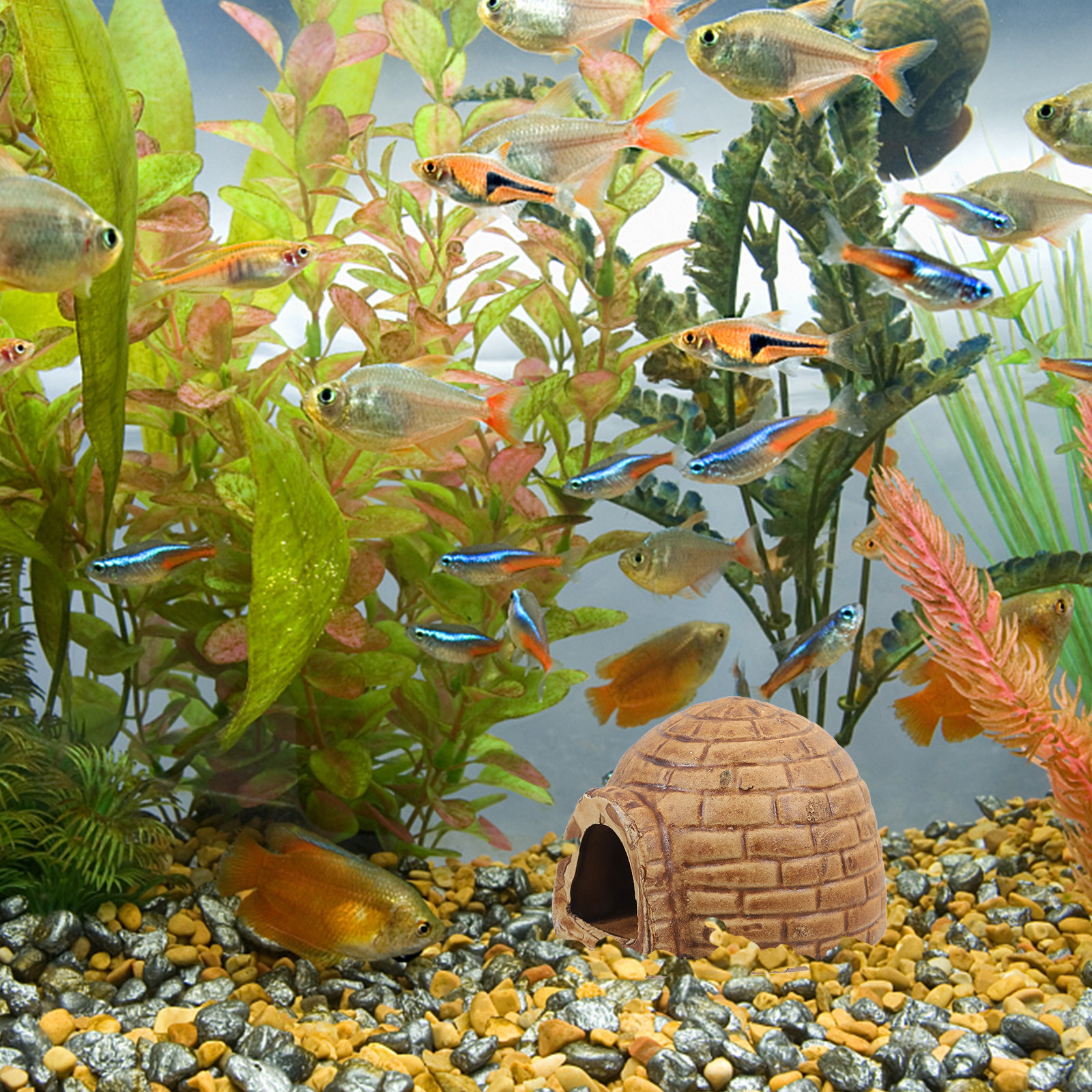 Ceramic Pleco Caves Aquarium F - Hide Cave Ceramic review and price